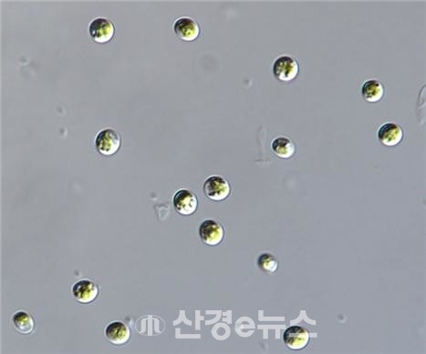 담수 미세조류 클로렐라 소로키니아나. (자료=국립낙동강생물자원관 제공)